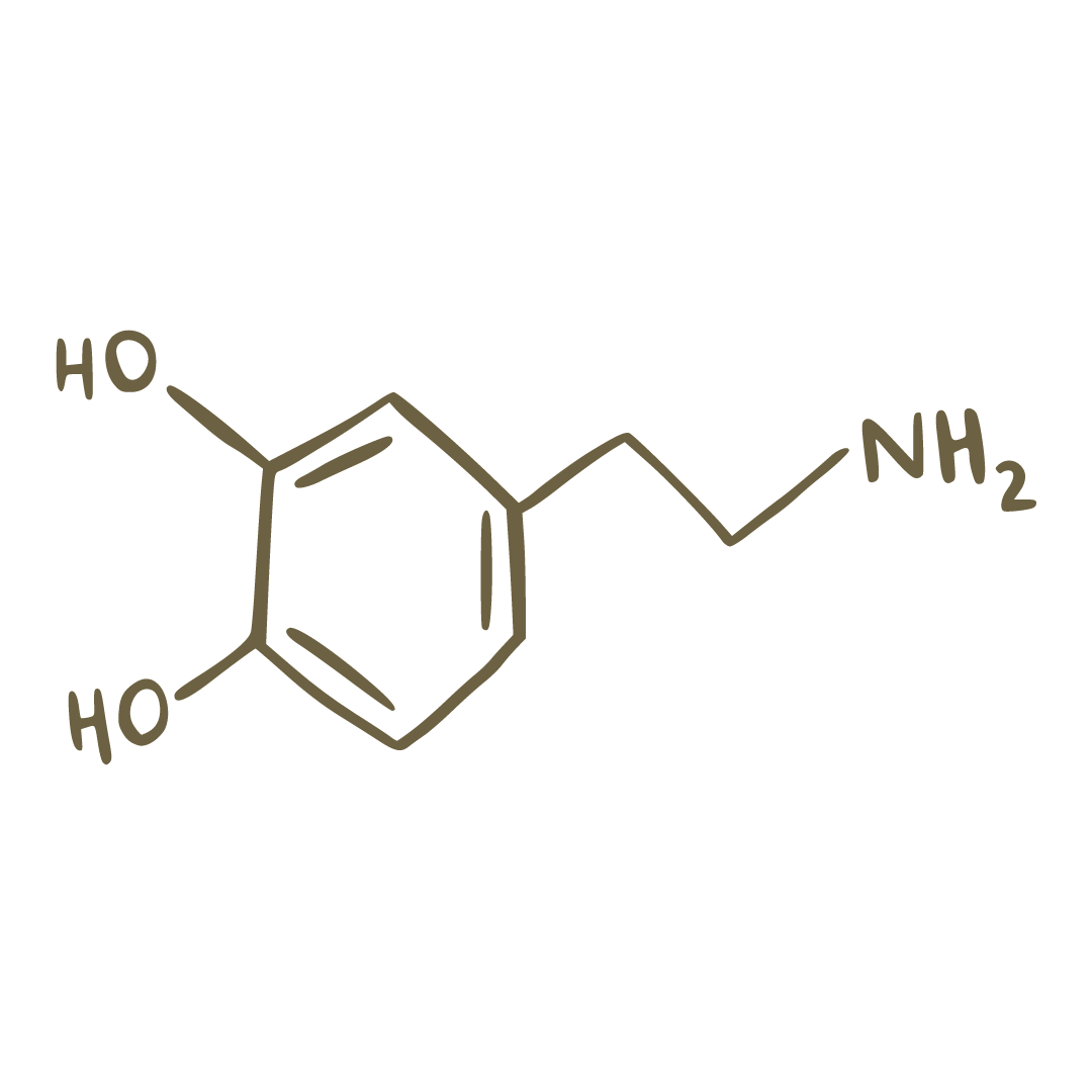 HOW DOES IT WORK?
When you use a functional fragrance, tiny scent molecules from our essential oils are released into the air around you. These tiny scent molecules then send a signal to your brain that impacts your emotional, physical, and energetic state.